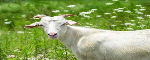 羊的特性 羊的特性及精神