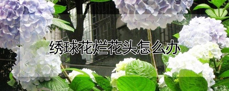 绣球花烂花头怎么办 绣球花烂根怎么回事