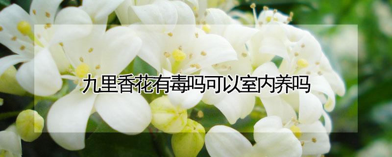 九里香花有毒吗可以室内养吗 九里香有毒吗家里能养吗