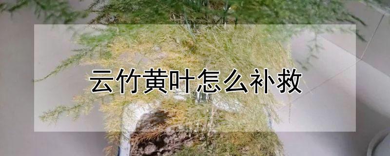 云竹黄叶怎么补救（云竹叶发黄了怎么办）