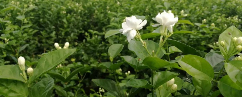 茉莉花怎么修剪（茉莉花怎么修剪怎么开花）