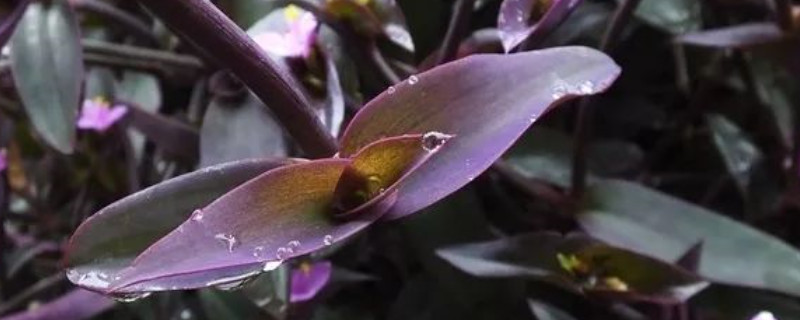 紫罗兰花为什么叶子发绿（紫罗兰为什么不开花还变成绿色）
