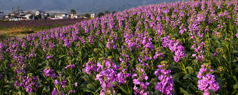 紫罗兰花为什么早上开花（紫罗兰是在春天开花的吗）
