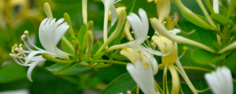 金银花春季怎样抹芽