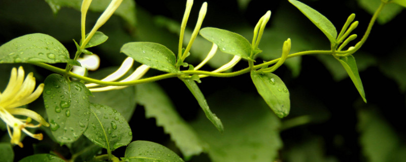 金银花冬天在室外怕冻吗（金银花能在室外过冬吗）