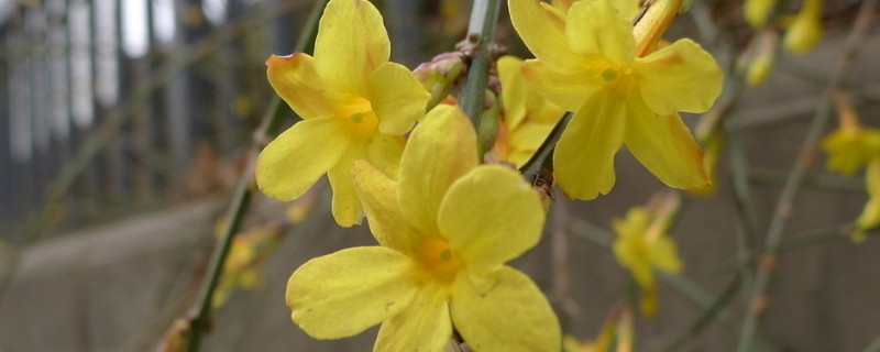 迎春花能嫁接吗 迎春花能嫁接吗,能嫁接高杆吗