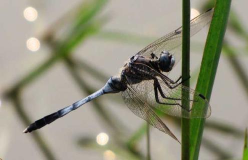 蜻蜓幼虫吃什么食物 蜻蜓幼虫吃虫百科