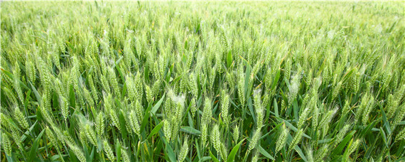 春季小麦施什么肥合适 春季小麦追什么肥料好