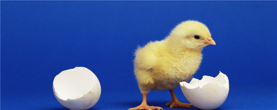 孵化小鸡的过程 母鸡孵化小鸡的过程