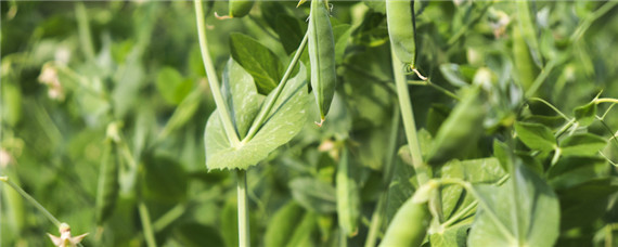 豌豆从种到成熟要多久（豌豆从种植到结果需要多长时间）