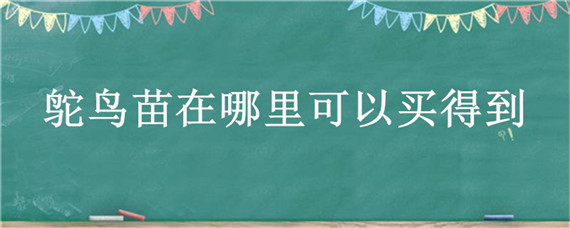 鸵鸟苗在哪里可以买得到 鸵鸟苗在哪里能买到