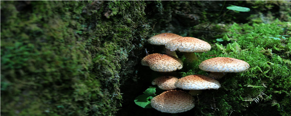 磨菇菇栽培怎样才长的又快又多 蘑菇多久能长出来