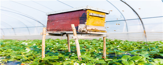 广西蜜蜂分蜂在几月份 广西分蜂季节每年几月份