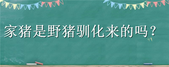 家猪是野猪驯化来的吗 野猪的驯养