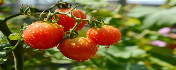 西红柿怎样育苗 西红柿怎样育苗土多厚