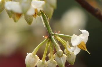 硃砂根（朱砂根果实能吃吗）