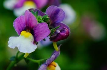 芳香龙面花 芳香龙面花多年生