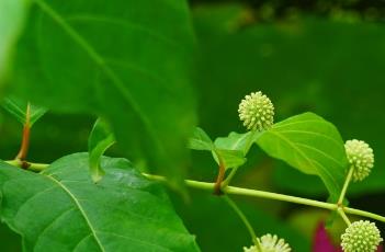 风箱树叶（风箱树叶的种植技术）