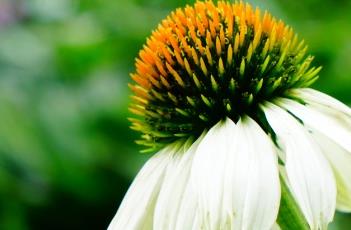 白花松果菊 白花松果菊多少钱