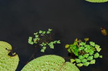 菱角_滇南本草（四角菱的药用功效）