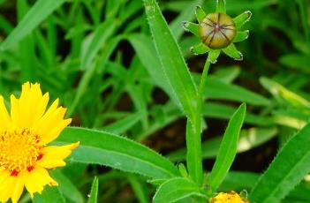 太阳火金鸡菊