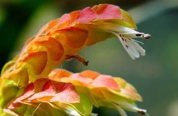 虾衣花（虾衣花有毒吗）