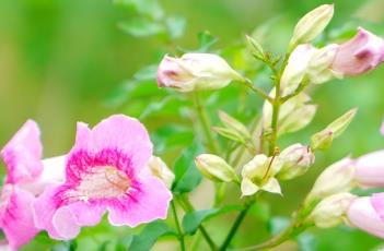 非洲凌霄 非洲凌霄花