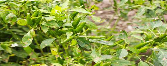 小米辣种植技术与管理（小米辣种植基地）