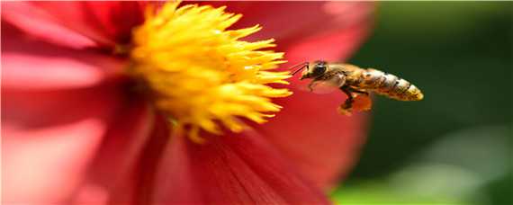 冬天蜜蜂如何喂食 冬天蜜蜂如何喂食视频