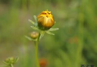 大花金鸡菊