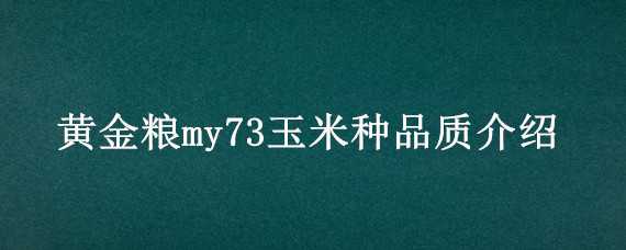 黄金粮my73玉米种品质介绍（黄金粮my73玉米品种的特性）