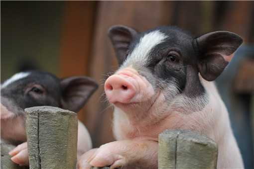 黑猪肉多少钱一斤 里岔黑猪肉多少钱一斤