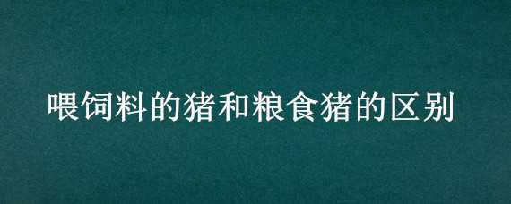 喂饲料的猪和粮食猪的区别 猪喂粮食还是饲料