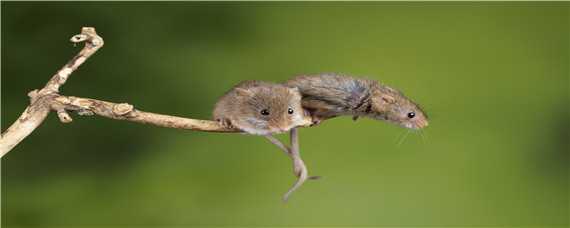 老鼠的繁殖能力有多强（鼠的繁殖能力强吗）