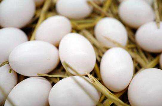 鸽子蛋和鸡蛋营养对比（鸽子蛋和鸡蛋营养对比图）