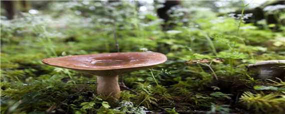 蘑菇菌种的制作方法 蘑菇菌种的制作方法有哪些