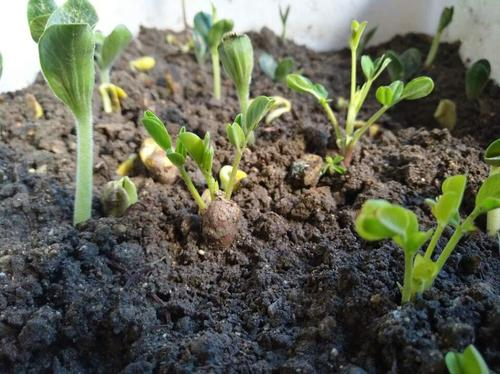 花生怎么种植方法（花生怎么种植方法养盆栽）