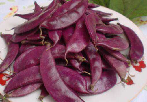 紫扁豆与白扁豆的区别 紫扁豆和白扁豆的区别
