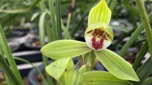 野生兰花种植技术（野生兰花种植技术要点）