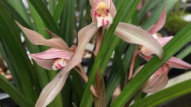 兰花什么时候开花（中国龙兰花什么时候开花）