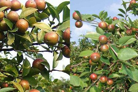 60亩油茶树年纯收入多少（每亩油茶树年收入多少?）