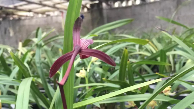 养兰花的硬植料有哪些 兰花种植最好的硬植料