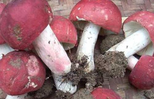 大红菇的功效与作用，大红菇的好处（大红菌菇的功效）