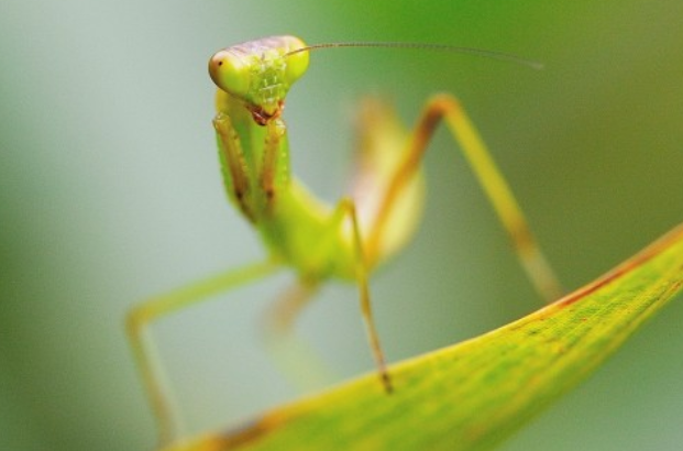 螳螂是益虫还是害虫 螳螂是益虫还是害虫?请说明理由