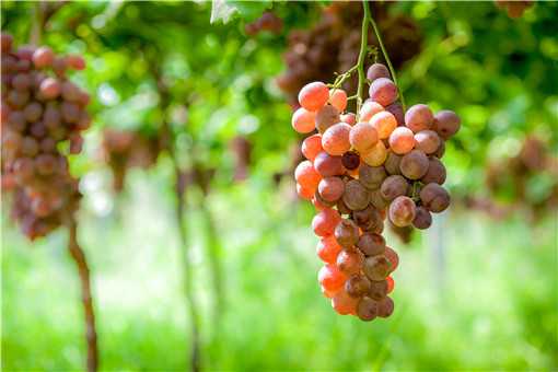 葡萄常见的病害有哪些 葡萄常见的病害有哪些症状