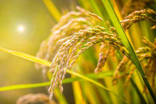 超级稻是什么意思？2020年确认的品种有哪些？