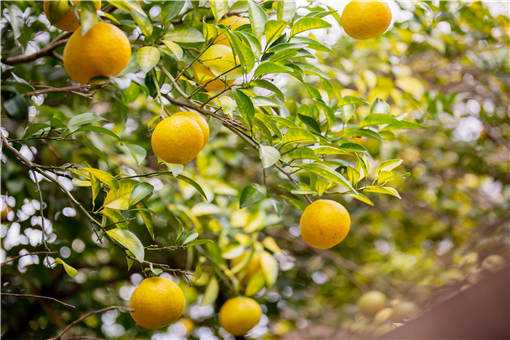 5月柑橘保果方法有哪些？需要注意哪些方面？一文看懂！