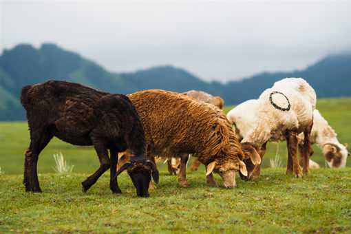 2020年活羊价格预测分析