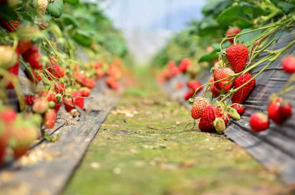 现在草莓价格大概多少钱一斤 目前草莓多少钱一斤