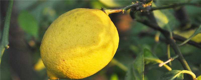 柠檬树种植几年开花结果 柠檬树种植几年开花结果多